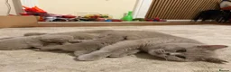 British Shorthair cats for sale: British shorthair kittens  - Advert 8