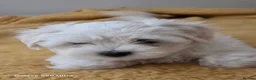Maltese dogs for sale: Maltese  - Advert 2