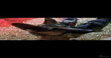 German Shepherd dogs - Advert 12