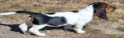 Basset Hound dogs for sale: Beautiful Basset Hounds To bring Joy to A Family - Advert 4