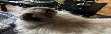 Persian 1