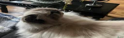 Persian cats for sale: Poppy - Advert 2