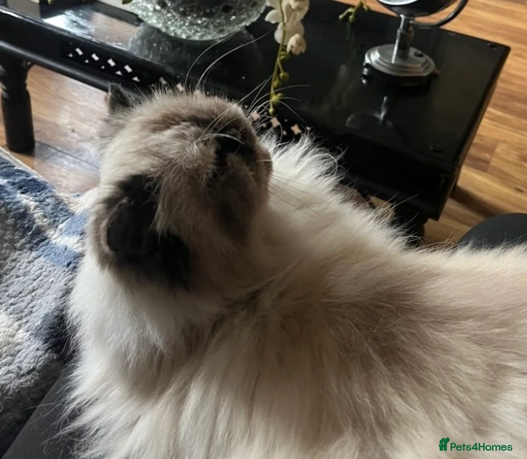 Persian cats for sale: Poppy - Advert 2