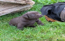 Labrador Retriever dogs for sale: 6 Adorable Chocolate Labs for Sale - Image 24