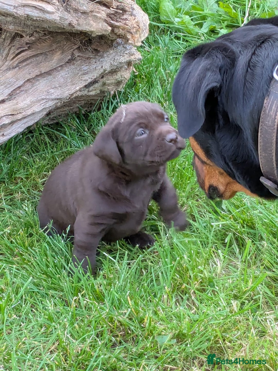 Labrador Retriever dogs for sale: 6 Adorable Chocolate Labs for Sale - Image 24