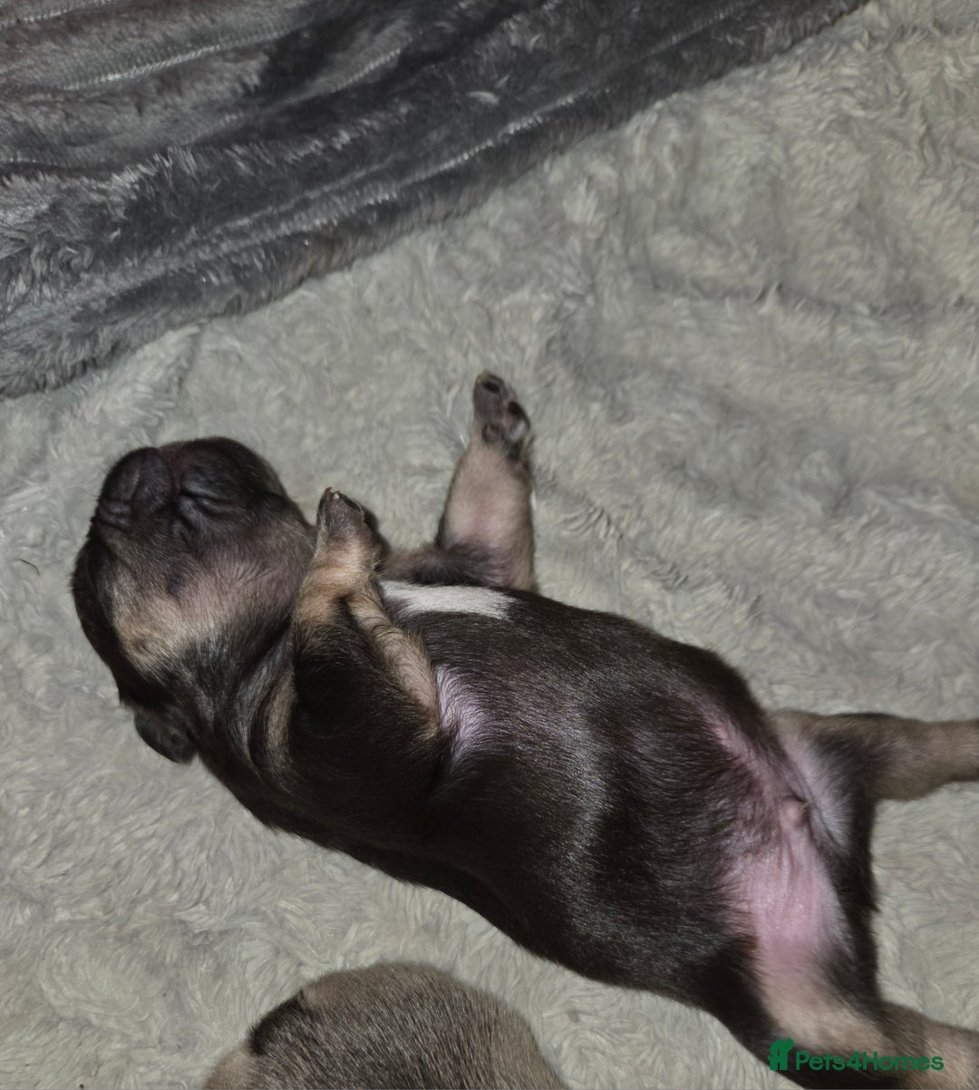 French Bulldog dogs for sale: 5 beautiful male french bulldog puppies  - Image 30