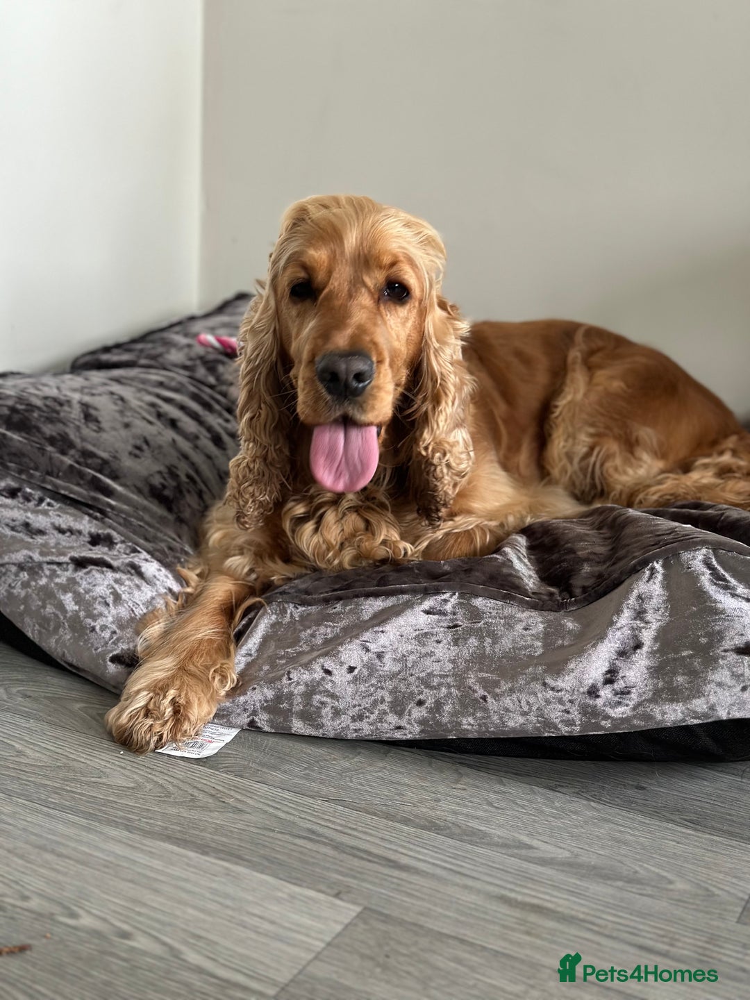 Cocker Spaniel dogs for sale: Cocker Spaniel for sale  - Image 6