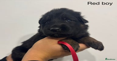 German Shepherd dogs - Advert 5
