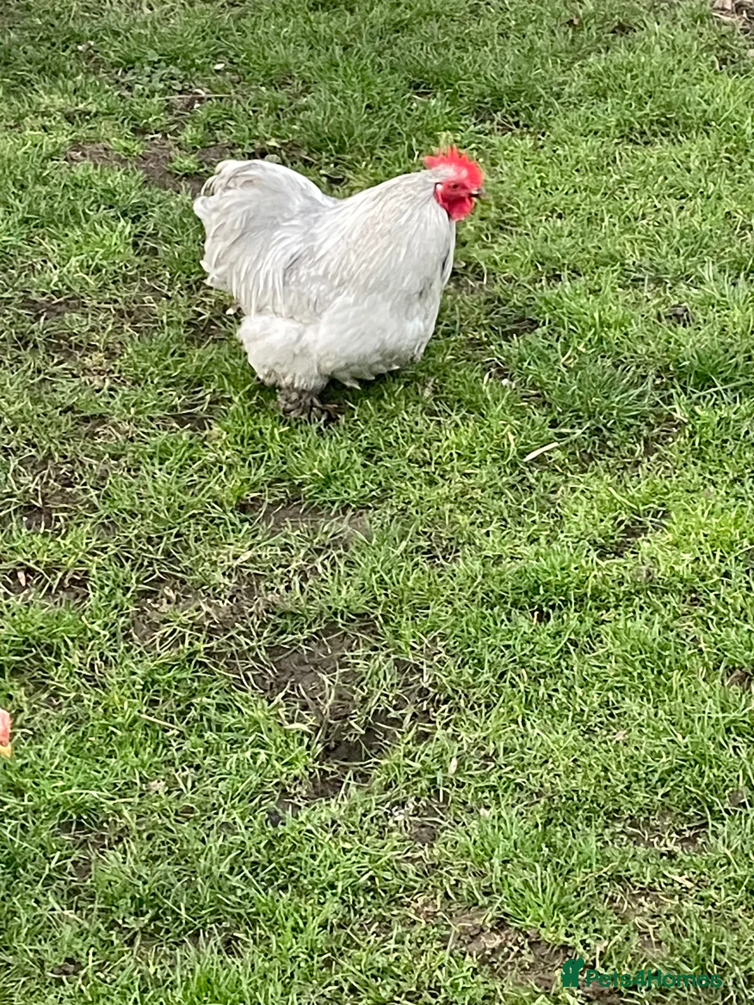 Chickens poultry for sale: Pekin lavender cockerel in Market Harborough - Advert 2