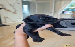 Mixed Breed dogs for sale: cane corso x doberman puppies - Image 4