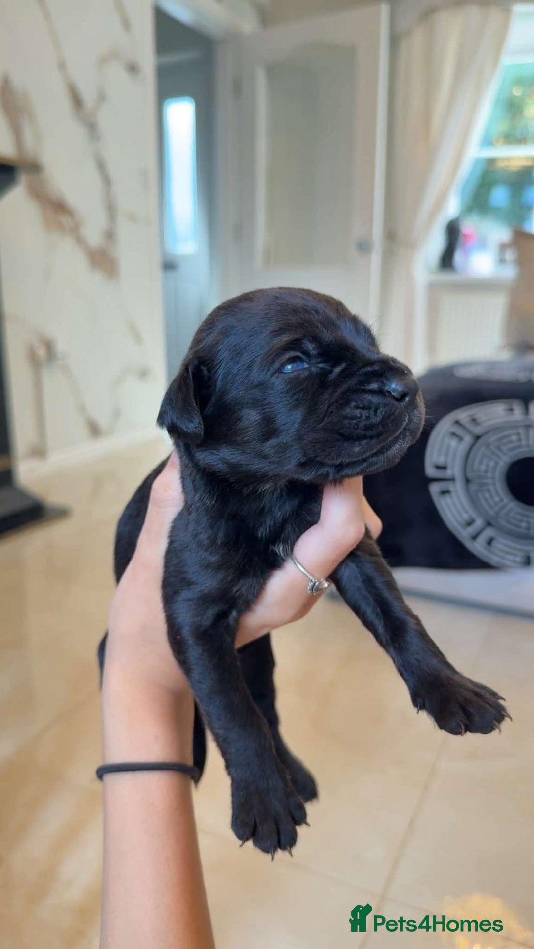 Mixed Breed dogs for sale: cane corso x doberman puppies - Image 4