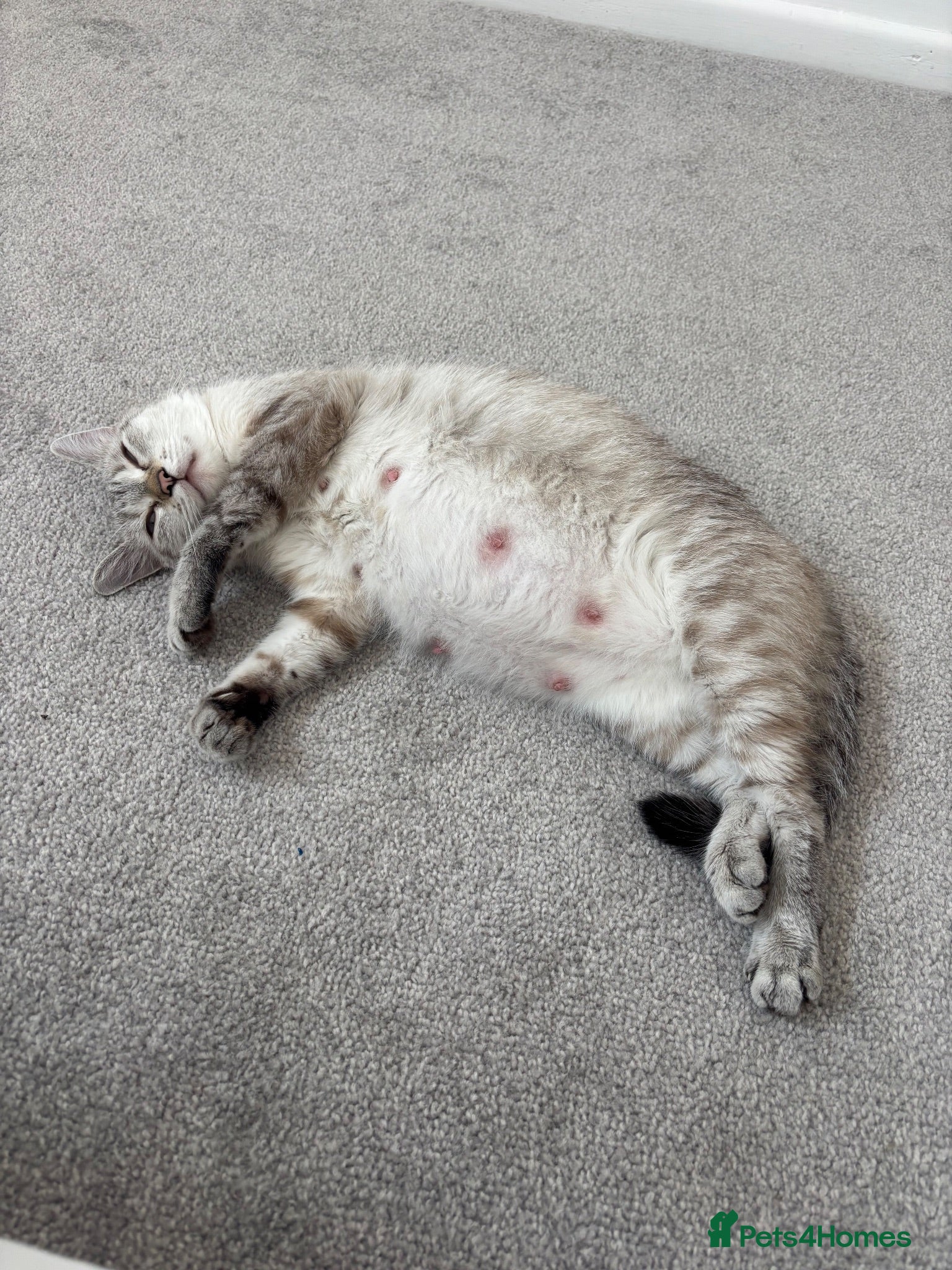 Ragdoll cats 2 beautiful ragdoll‘s girls for sale  - Advert 3