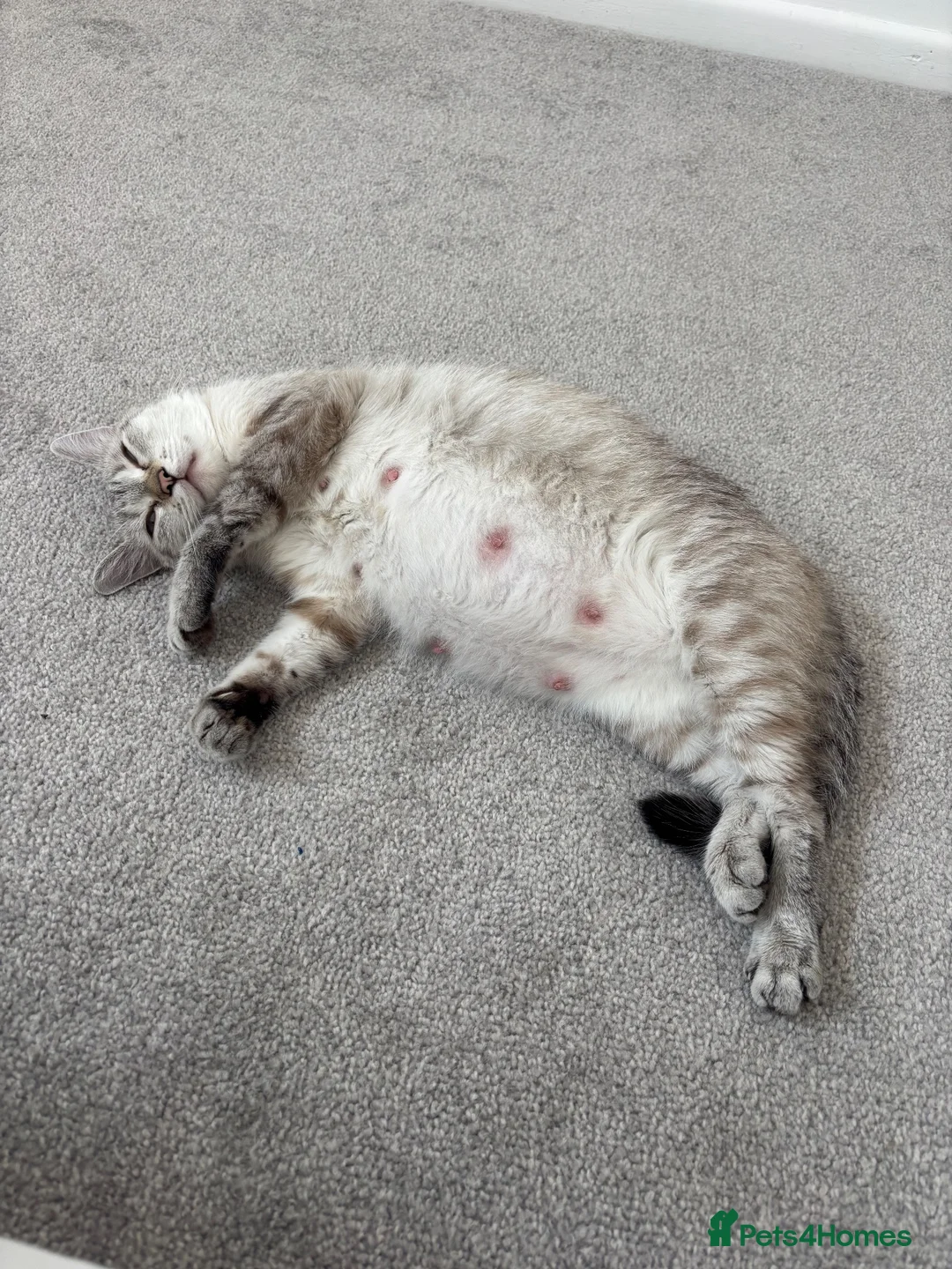 Ragdoll cats for sale: 2 beautiful ragdoll‘s girls for sale  - Advert 1