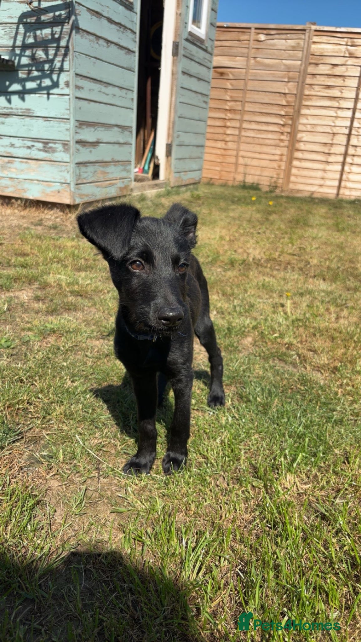 Mixed Breed dogs New home needed!  - Advert 1