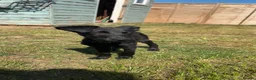Mixed Breed dogs for sale: New home needed!  - Advert 1