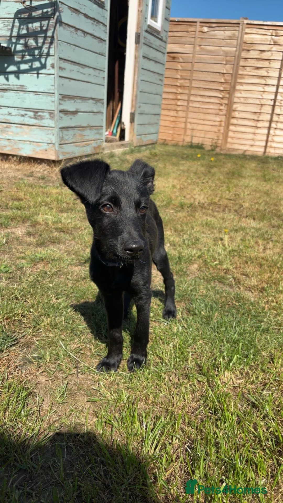 Mixed Breed dogs for sale: New home needed!  - Advert 1