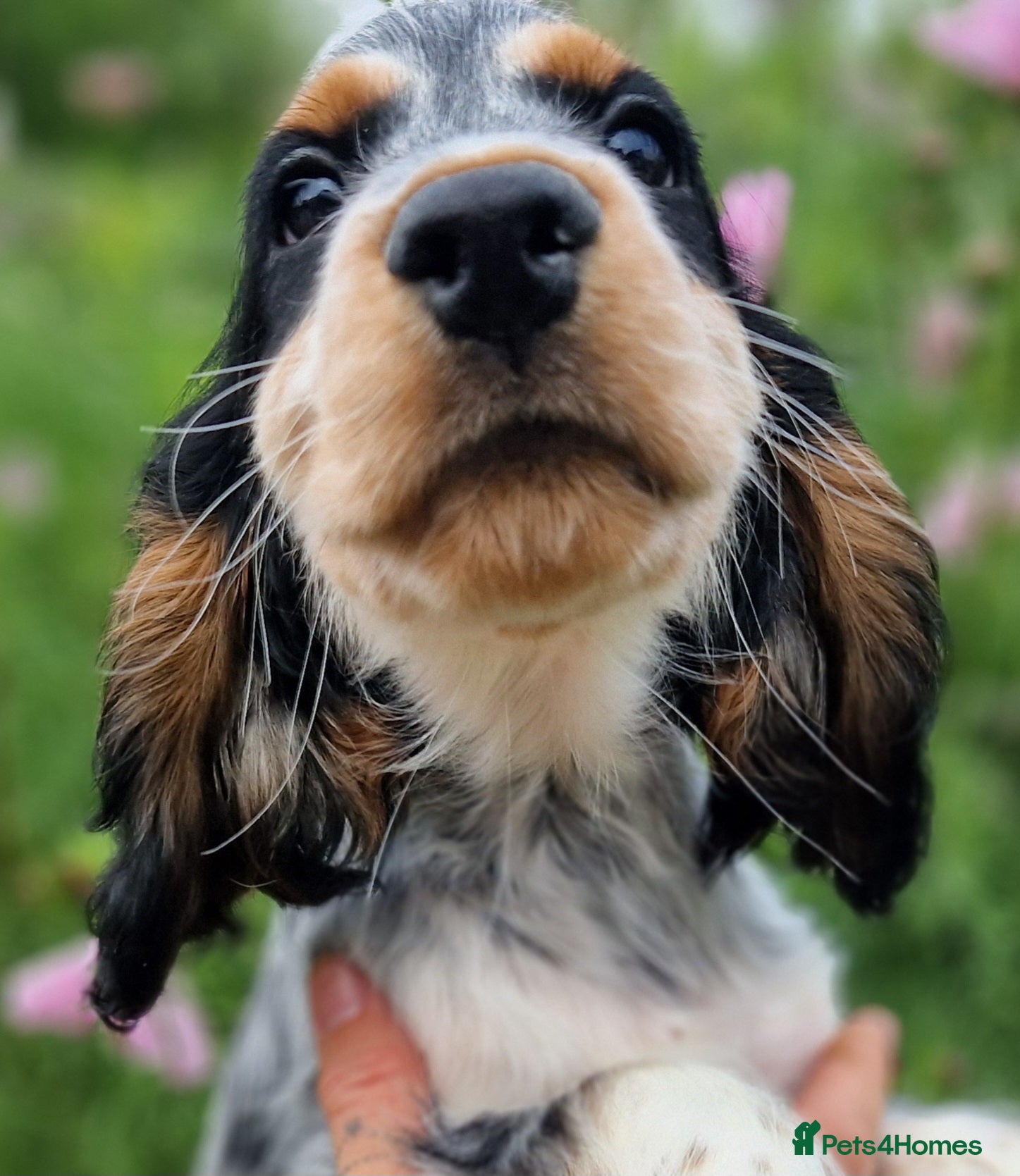 Cocker Spaniel dogs RKC Cocker Spaniel Puppies - Advert 2