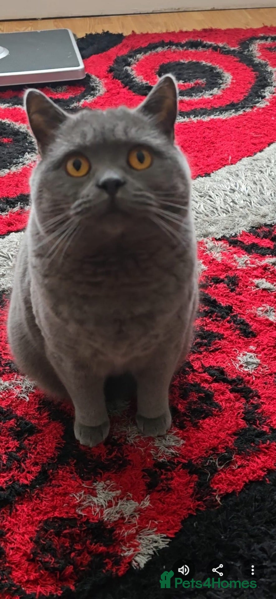 British Shorthair cats Purebred British shorthair - Advert 1