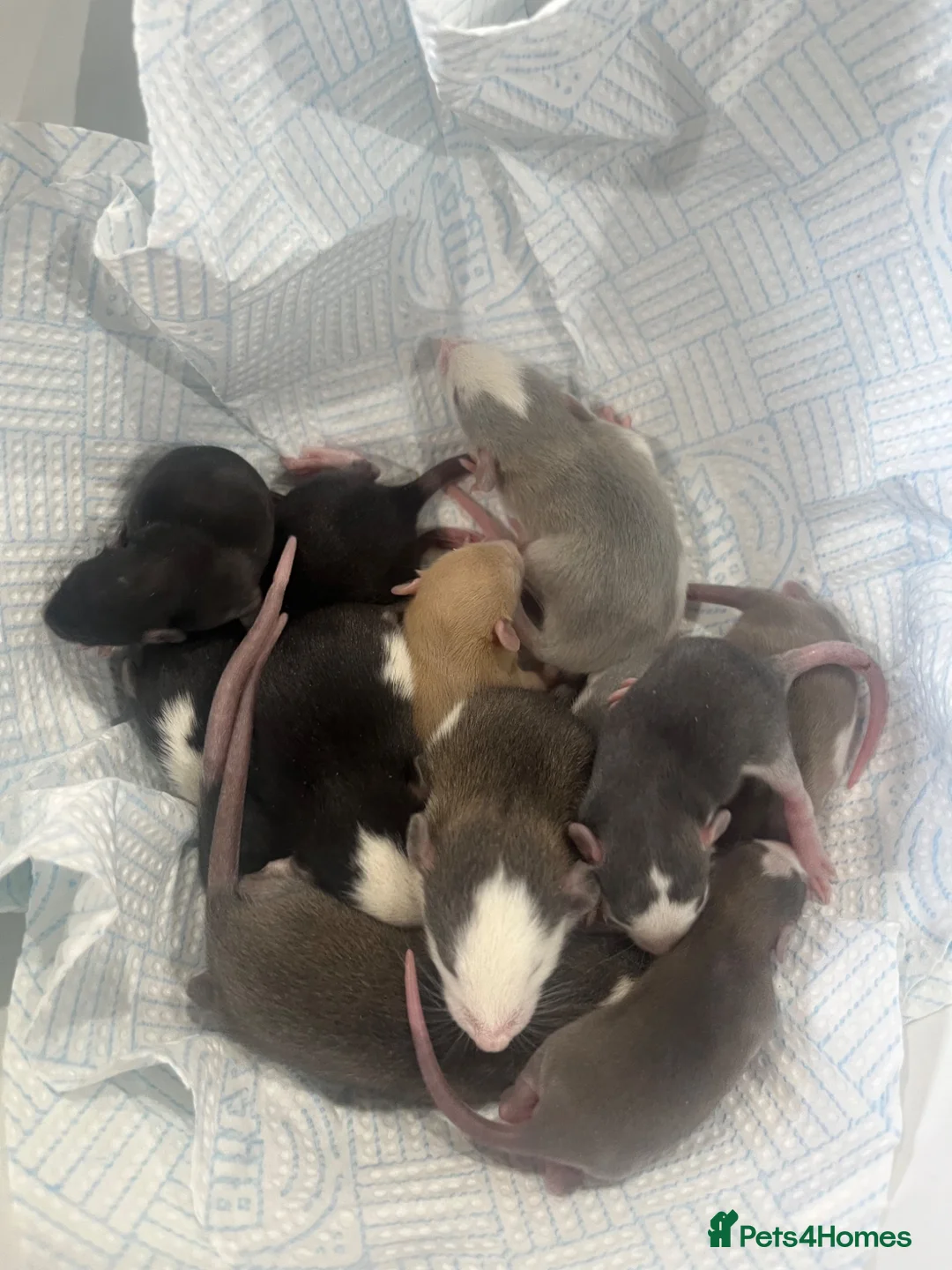 Rat rodents for sale: Baby Dumbo Rats - Advert 1