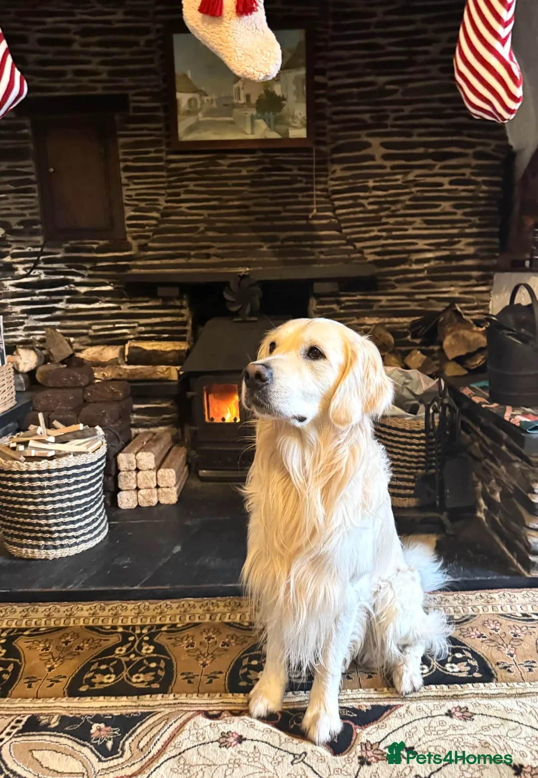 Golden Retriever dogs for stud: Gorgeous RKC golden retriever available for stud - Advert 3