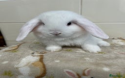 Mini Lop rabbits for sale: BEAUTIFUL MINI LOP BABIES READY NOW  - Image 2