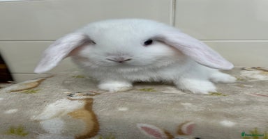 Mini Lop rabbits - Advert 1