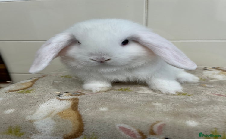 Mini Lop rabbits - Advert 1