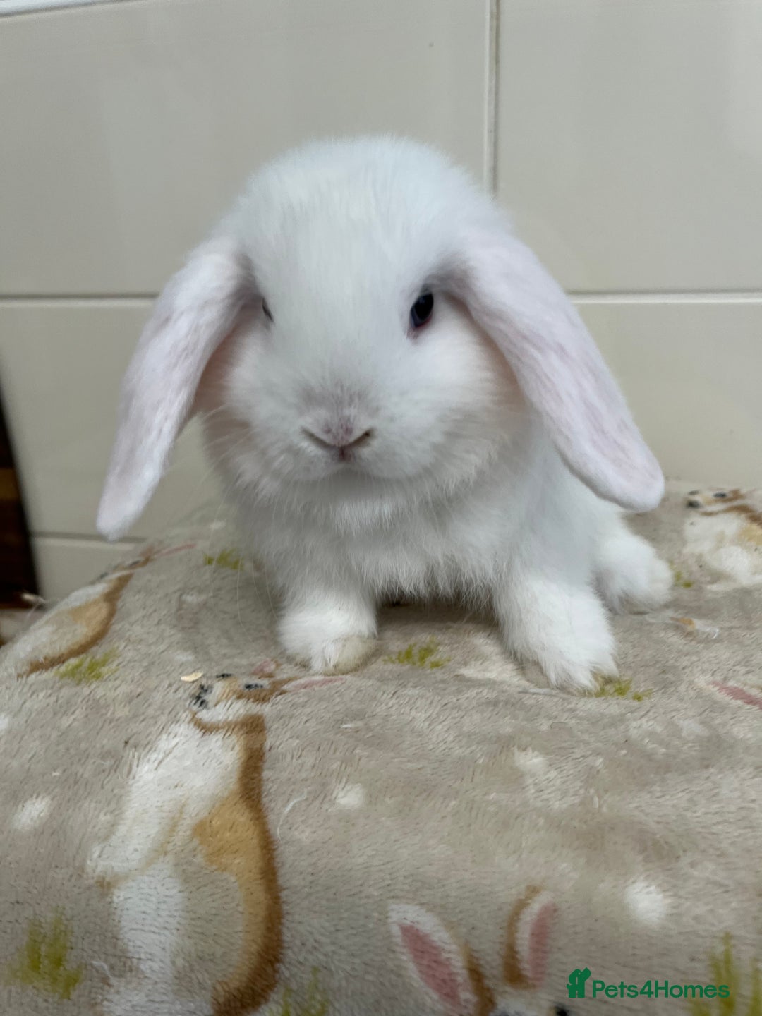 Mini Lop rabbits for sale: BEAUTIFUL MINI LOP BABIES READY NOW  - Image 2