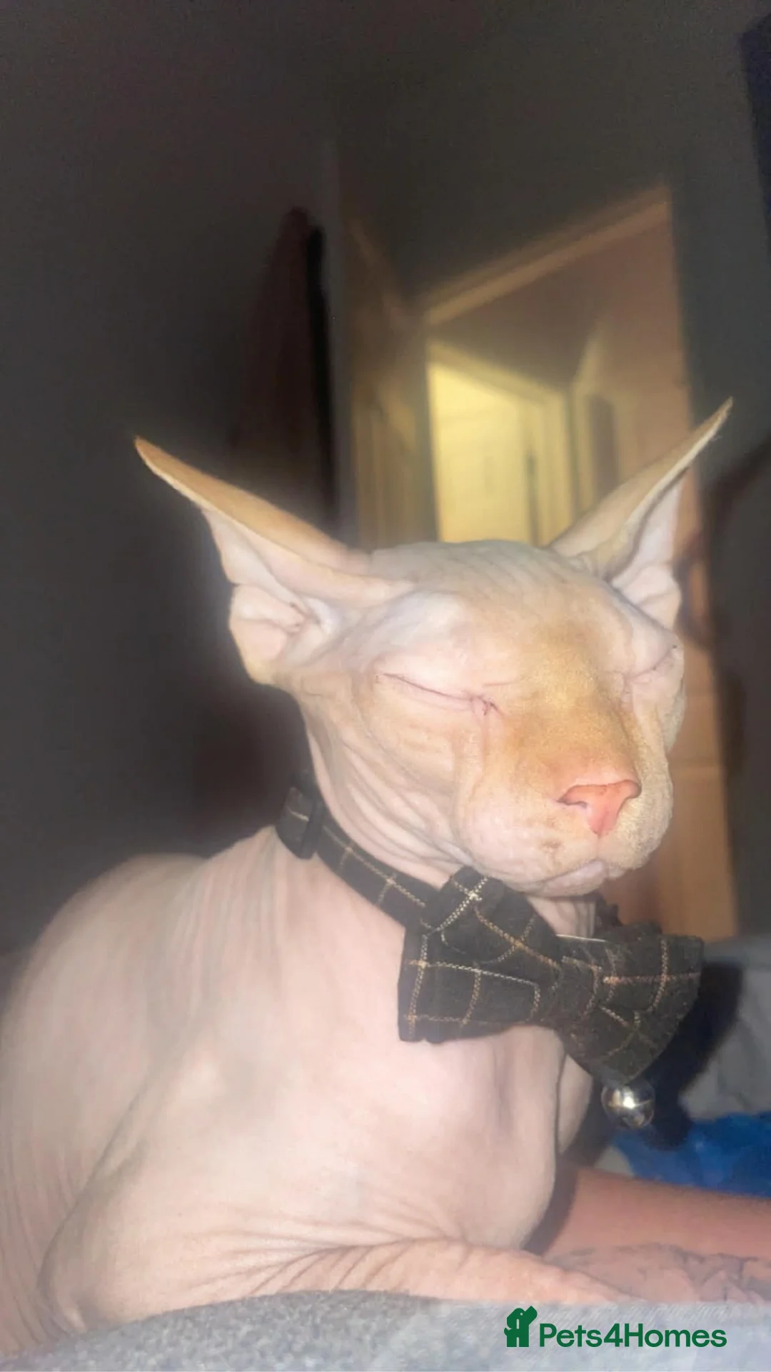 Sphynx cats for sale: Father and daughter in New Tredegar - Advert 2