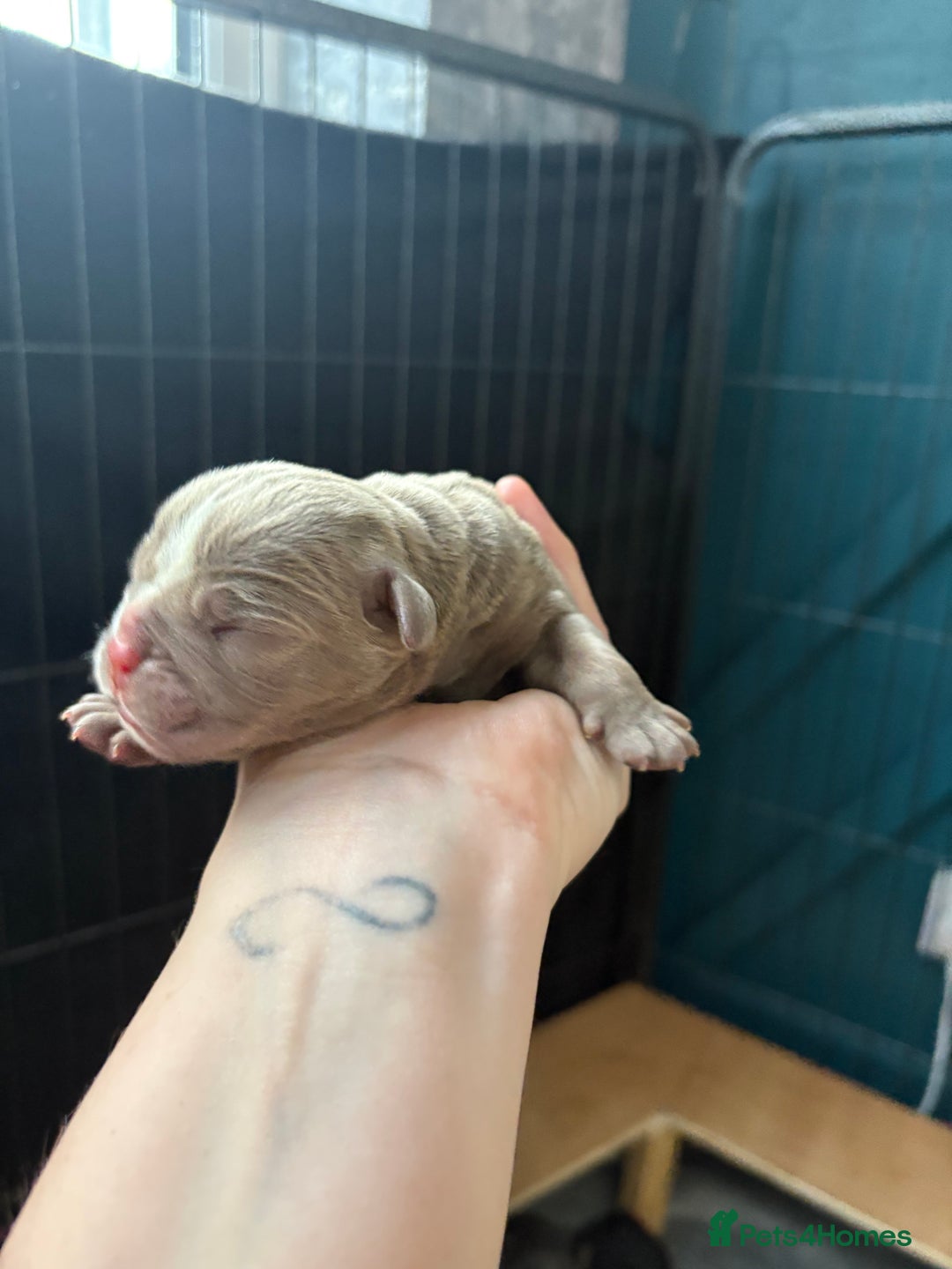 Olde English Bulldogge dogs for sale: Olde English Bulldogge Litter. - Image 4