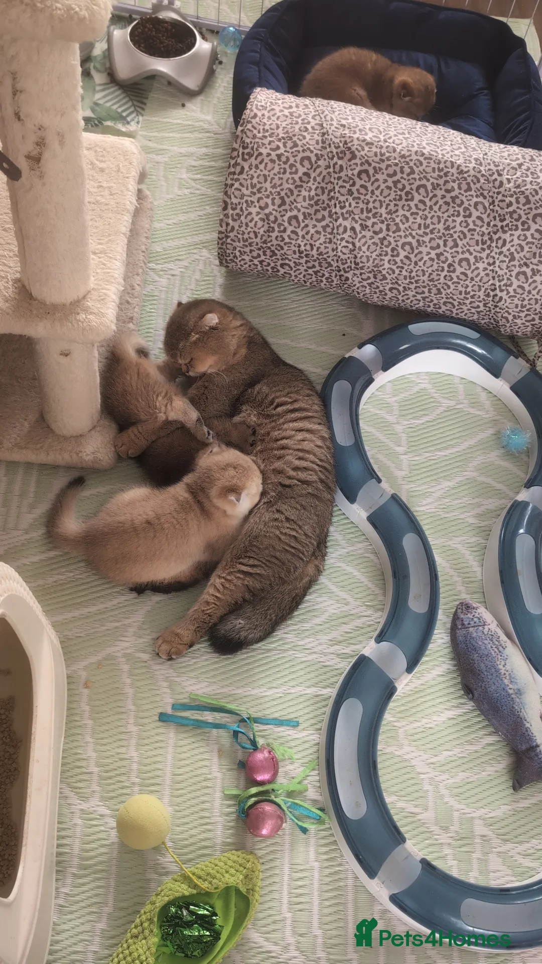 Scottish Fold cats for sale: ⭐Tica register kittens girls ⭐ - Advert 9