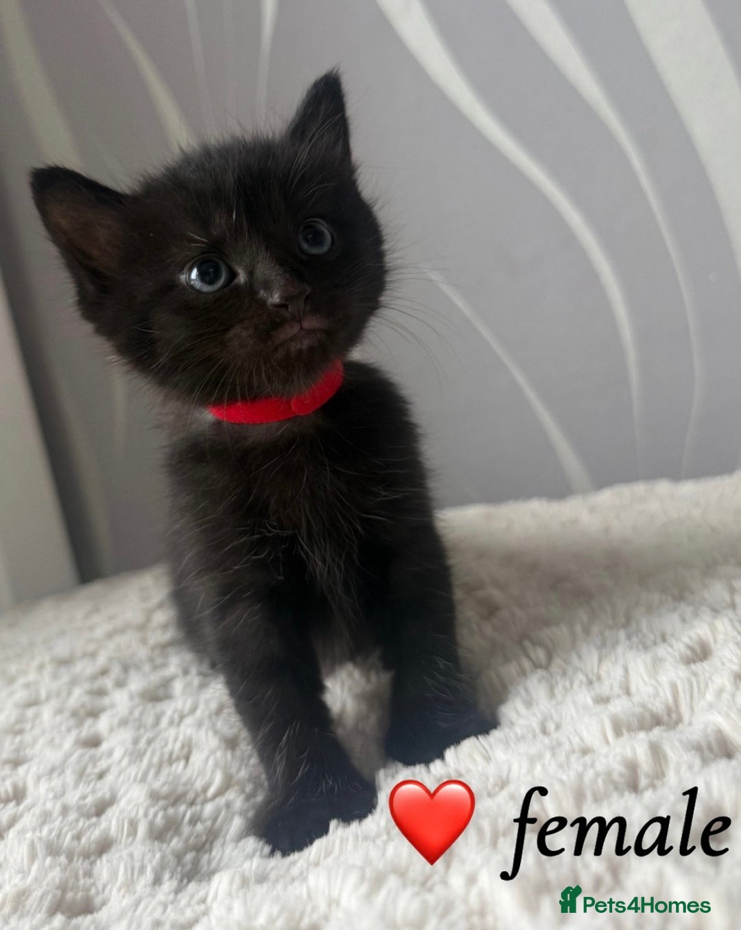 Mixed Breed cats for sale: 4 kittens for sale - Advert 11