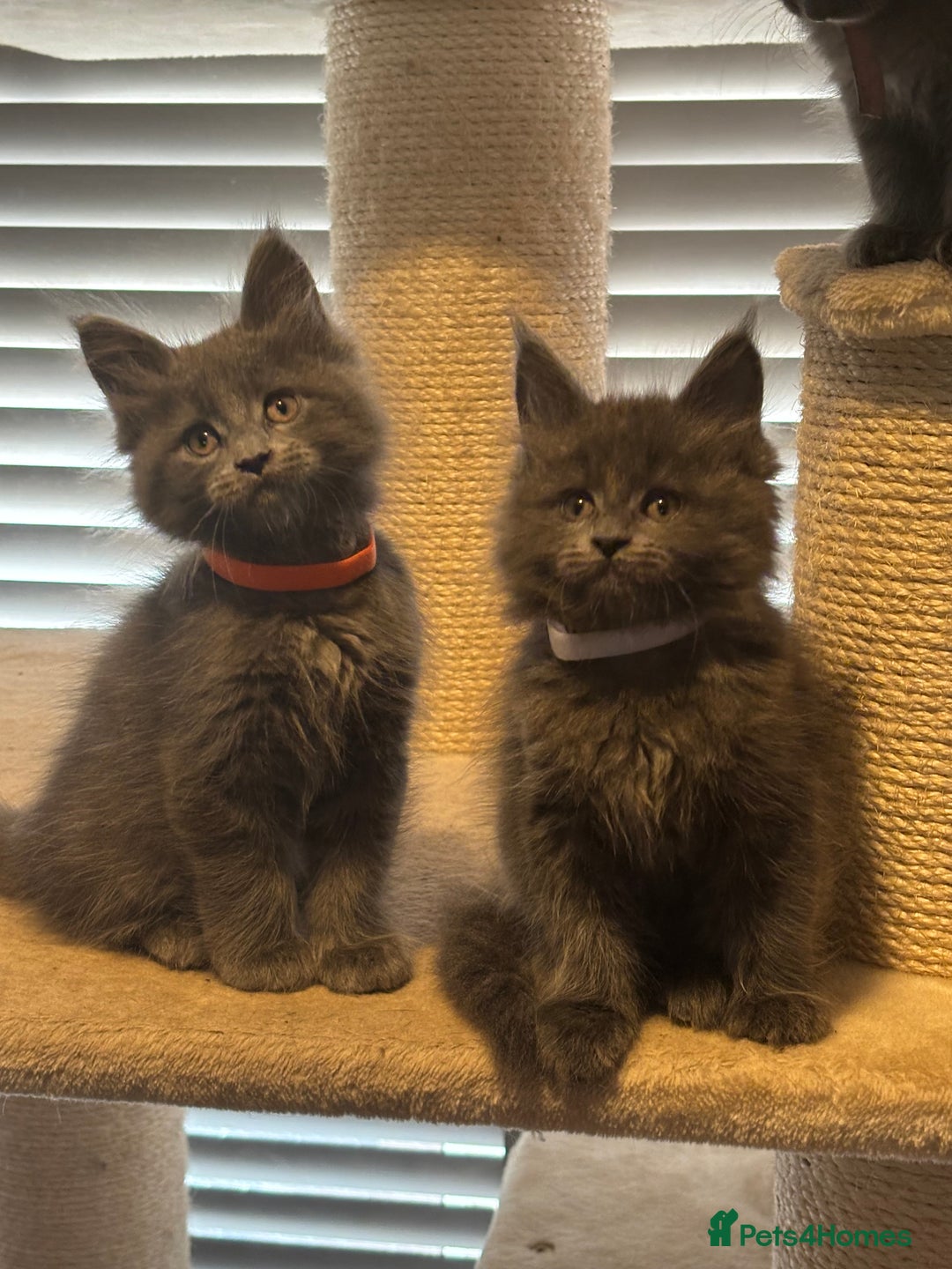 Maine Coon cats for sale: Blue Maine Coon Kittens – Active TICA Registered  - Advert 14