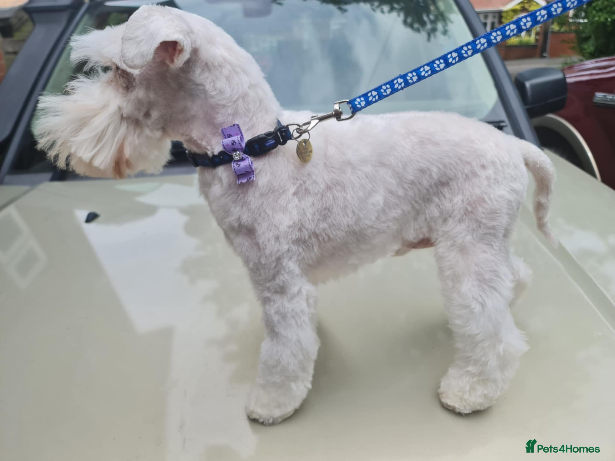 Miniature Schnauzer dogs PROVEN KC TOY MINATURE SCHNAUZER  FOR STUD    - Advert 8