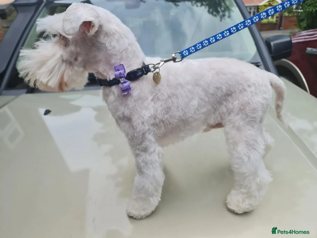 Miniature Schnauzer dogs for stud: PROVEN KC TOY MINATURE SCHNAUZER  FOR STUD    in Dudley - Advert 5