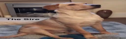 Labrador Retriever dogs for sale: Beautiful female Labrador puppy - last one left - Advert 17