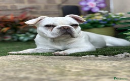 French Bulldog dogs for sale: Frenchie bitch - Image 5