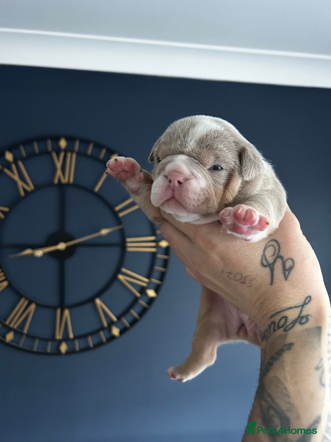 Mixed Breed dogs for sale: English bulldogs  - Advert 25