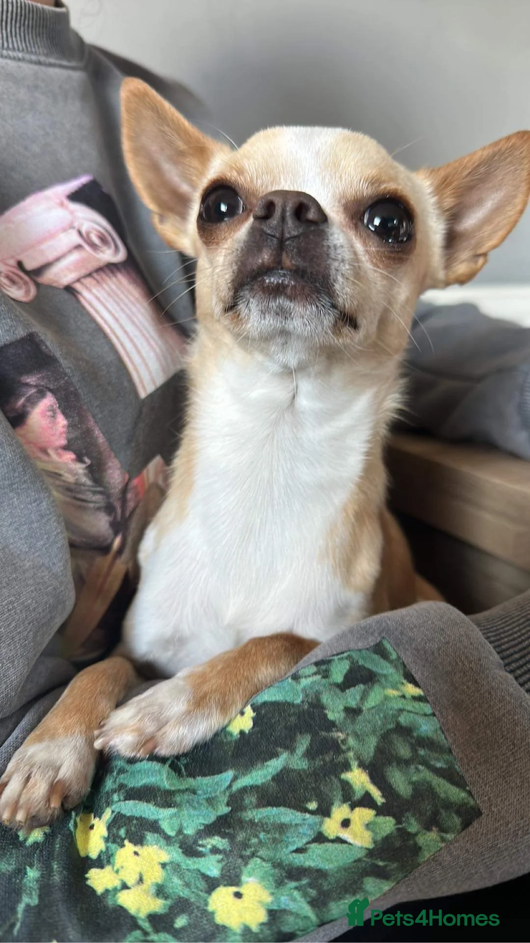 Chihuahua dogs for stud: **PROVEN STUD** ** Chihuahua in Pudsey - Advert 4