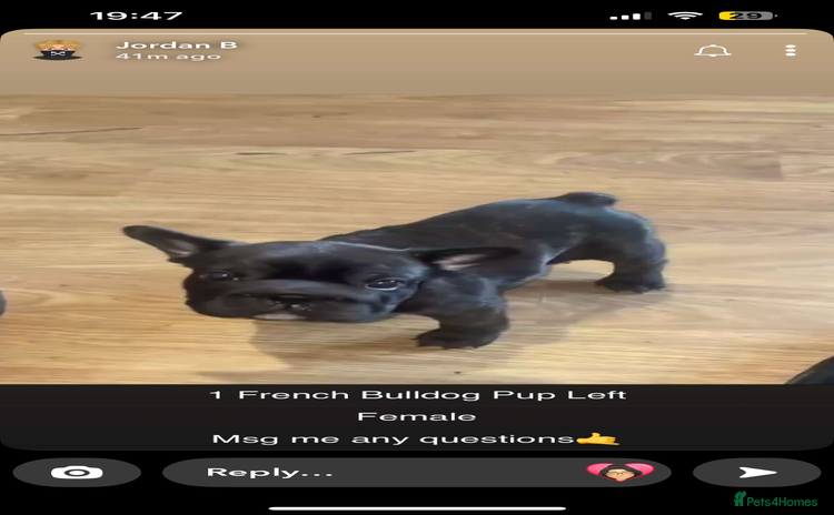 French Bulldog dogs - Advert 4