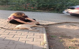 Mixed Breed dogs for adoption: 🐾 WINNIE - a Lovely young Girl, for a Loving Home - Image 22