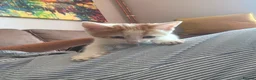Turkish Angora cats for sale: Kittens - Advert 5