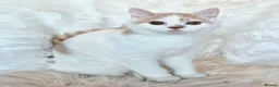 British Shorthair cats for sale: Gorgeous loving purr machines  - Advert 22