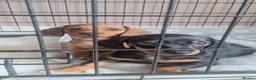 Dachshund dogs for sale: 2 gorgeous dachshund pups for sale - Advert 4