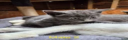 Mixed Breed cats for sale: Bengal Cross Kittens - Advert 11