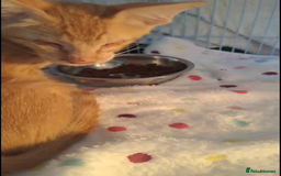 Mixed Breed cats for adoption: WE FIUND 2 BLIND KITTENS- CAN WE FIND ADOPTERS ??? - Advert 2