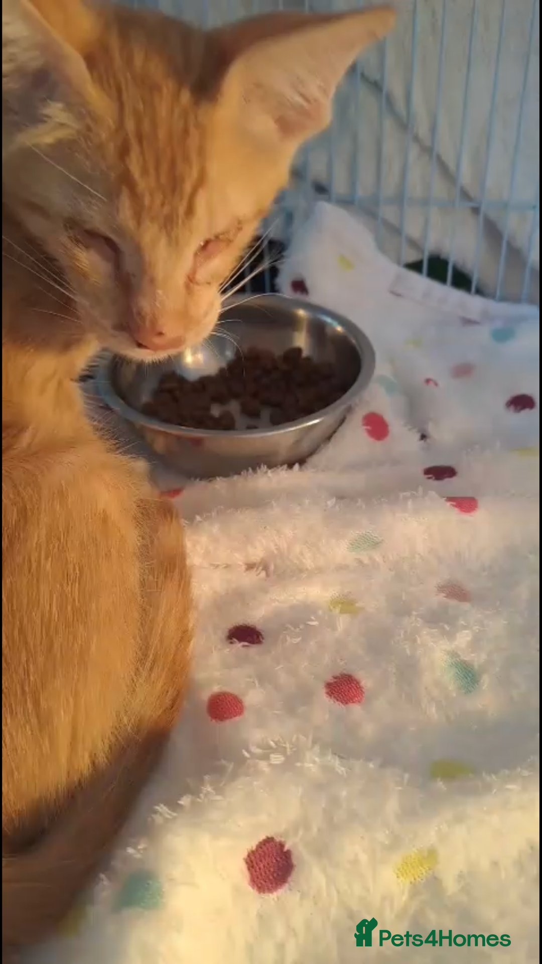 Mixed Breed cats for adoption: WE FIUND 2 BLIND KITTENS- CAN WE FIND ADOPTERS ??? - Advert 2