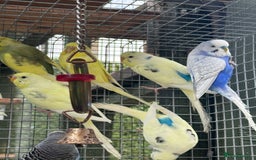 Budgerigars birds for sale: Adorable budgies and cages for sale  - Image 11