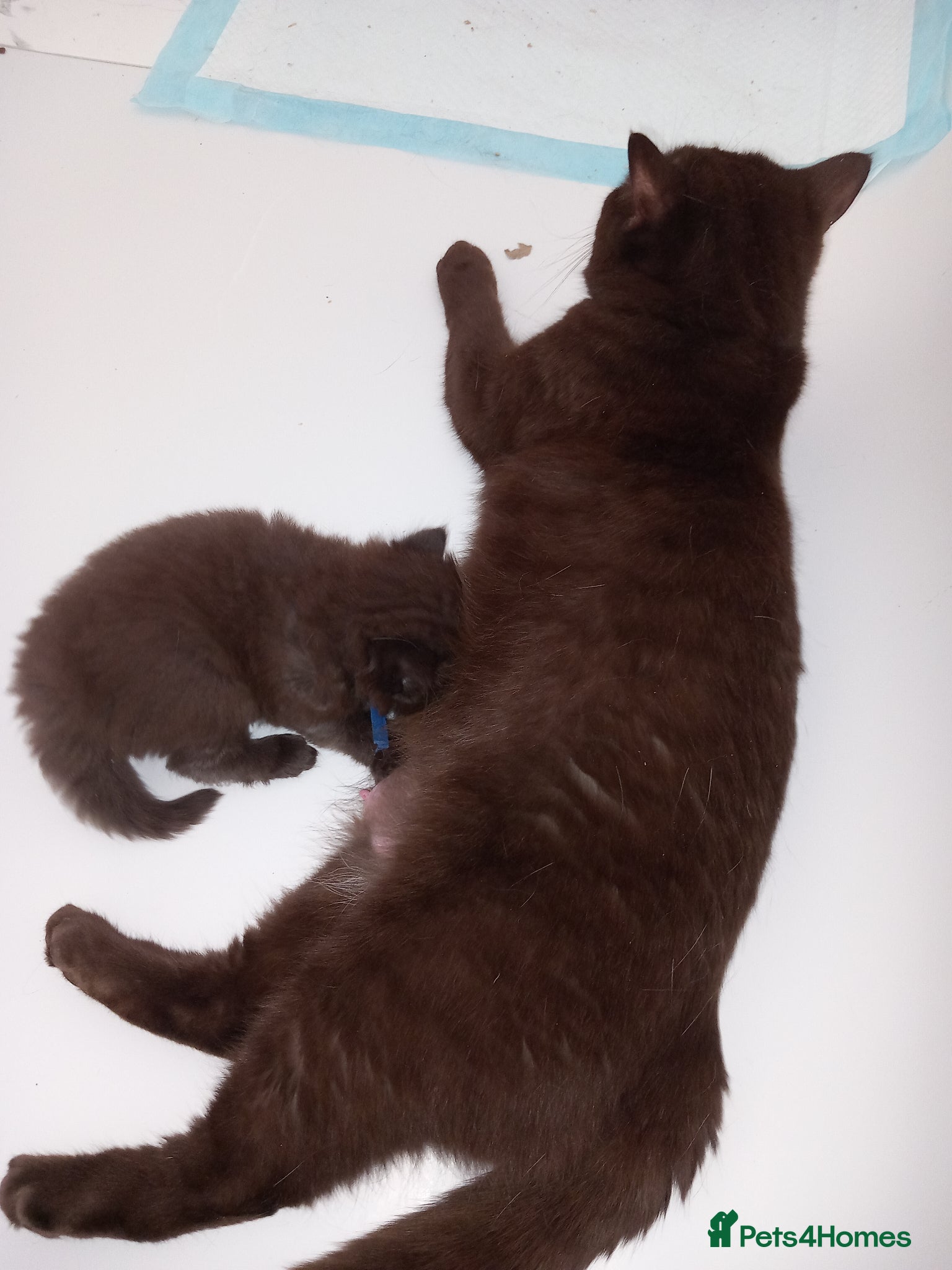 British Shorthair cats Chocolate BSH  - Advert 1