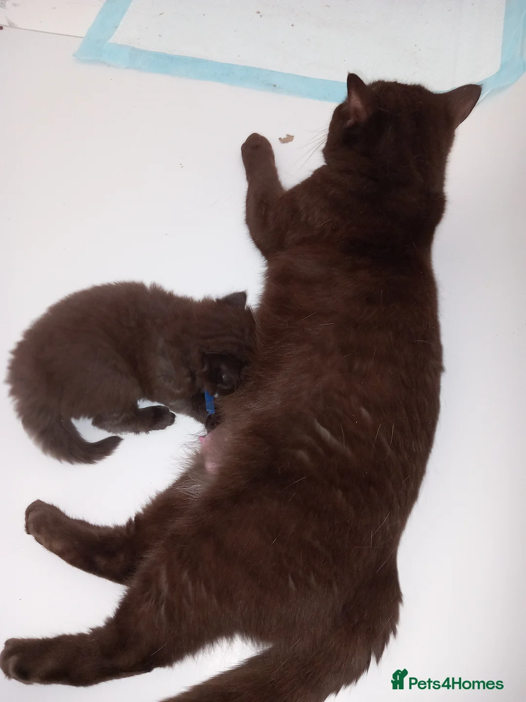 British Shorthair cats for sale: Chocolate BSH  - Advert 1